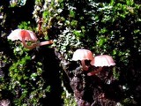 Mycena corticola image