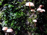 Mycena corticola image