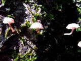 Mycena corticola image