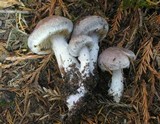 Cortinarius malachius image