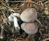 Cortinarius malachius image