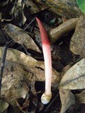 Mutinus bambusinus image