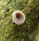 Auricularia nigricans image