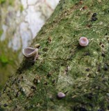 Auricularia nigricans image