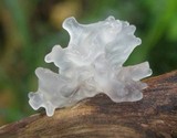 Tremella fuciformis image