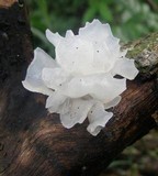 Tremella fuciformis image