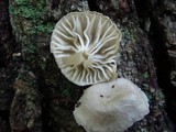 Mycena corticola image