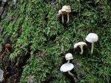 Mycena corticola image