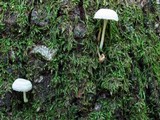 Mycena corticola image