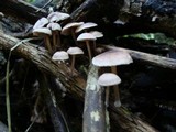 Gymnopus dichrous image