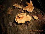 Gymnopilus peliolepis image