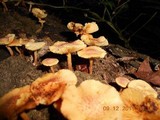 Gymnopilus peliolepis image