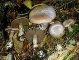 Cortinarius traganus image