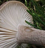 Hygrophorus morrisii image