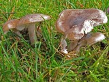 Hygrophorus morrisii image