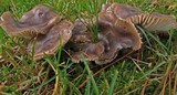 Hygrophorus morrisii image