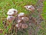 Hygrophorus morrisii image