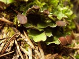 Peltigera venosa image