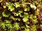 Peltigera venosa image