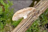 Polyporus alveolaris image