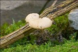 Polyporus alveolaris image