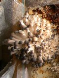 Pleurotus cornucopiae image