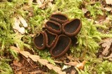 Plectania melastoma image