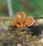 Dacryopinax elegans image