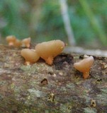 Dacryopinax elegans image