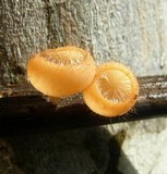 Cookeina tricholoma image