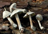 Inocybe albodisca image