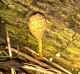 Plectania melastoma image