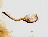 Plectania melastoma image