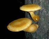 Gymnopilus ventricosus image