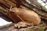 Phylloporia ribis image