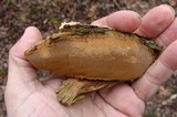Phylloporia ribis image
