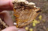 Phylloporia ribis image