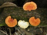 Pycnoporus sanguineus image