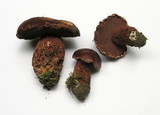 Boletus frostii image