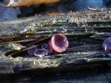 Ascocoryne cylichnium image