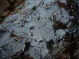 Athelia epiphylla image