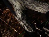 Botryosphaeria dothidea image