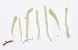 Clavaria oronoensis image