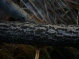 Botryosphaeria dothidea image