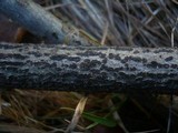Botryosphaeria dothidea image