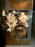 Pleurotus cornucopiae image