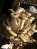 Pleurotus cornucopiae image