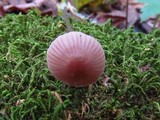 Mycena rosella image