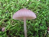 Mycena rosella image