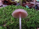 Mycena rosella image